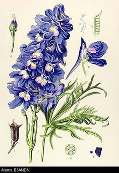 Drawings Of Larkspur Flower 56 Best Delphinium Images Botanical Drawings Botany Botanical Art