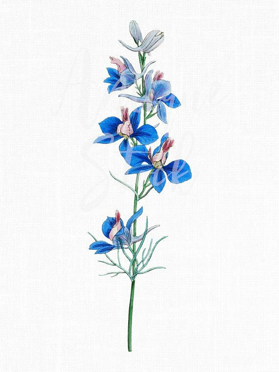 Drawings Of Larkspur Flower Blue Vintage Flowers Rocket Larkspur Botanical Illustration
