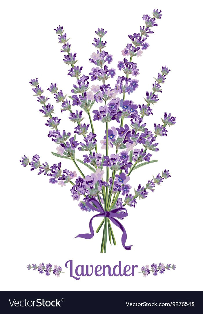 Drawings Of Lavender Flowers Pin Od Poua A Vatea A Valeria Mara Akova Na Nastenke Levandua A