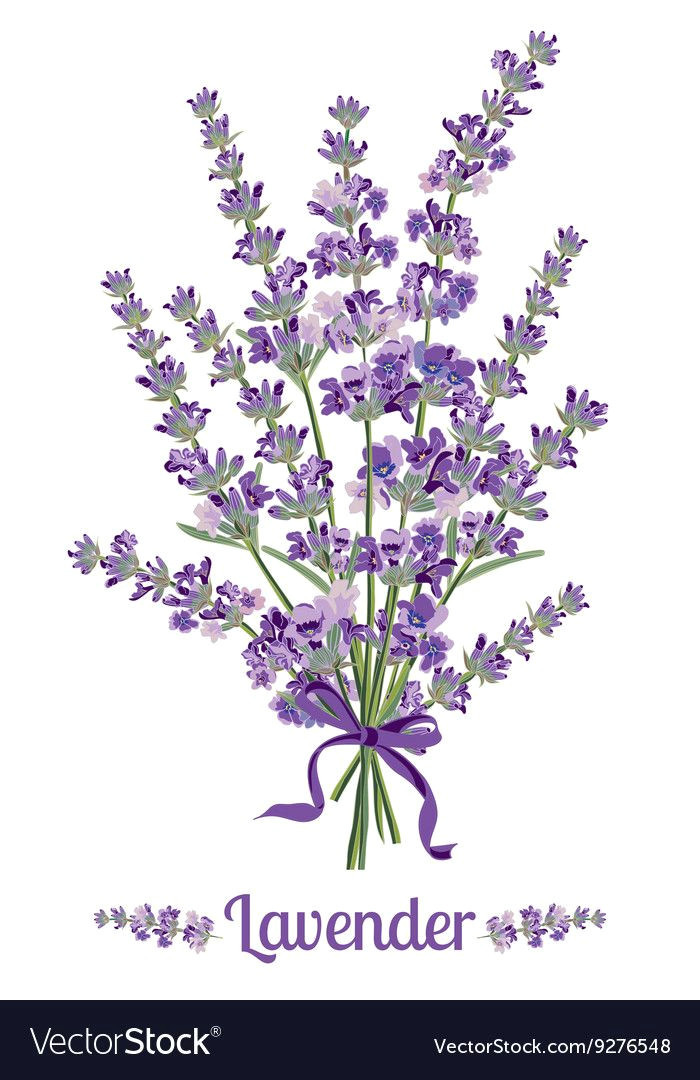 Drawings Of Lavender Flowers Pin Od Poua A Vatea A Valeria Mara Akova Na Nastenke Levandua A