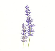 Drawings Of Lavender Flowers Simple Lavender Drawing Google Search Tattoo Ideas Tatto