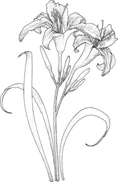 Drawings Of Lilies Flower 215 Best Flower Sketch Images Images Flower Designs Drawing S