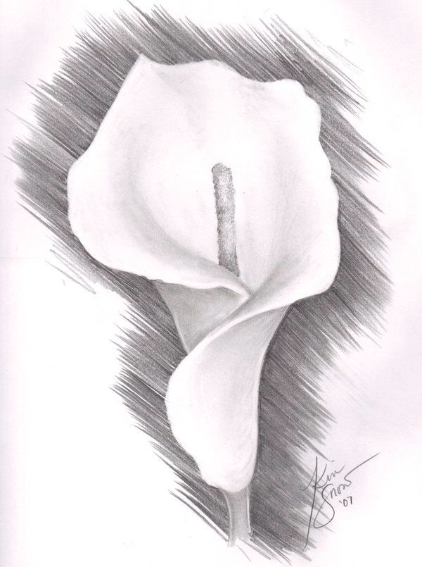 Drawings Of Lily Flowers Lily Flower Drawing Pencil Botanical Drawings Calla Lily I