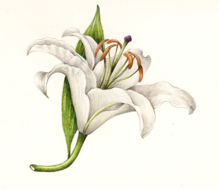 Drawings Of Lily Flowers Lily Wendy Hollendere Contemporary Botanical Art In 2019