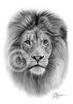 Drawings Of Lion Eyes Realistic Drawings Of Animals 42 Incredibly Realistic and Adorable