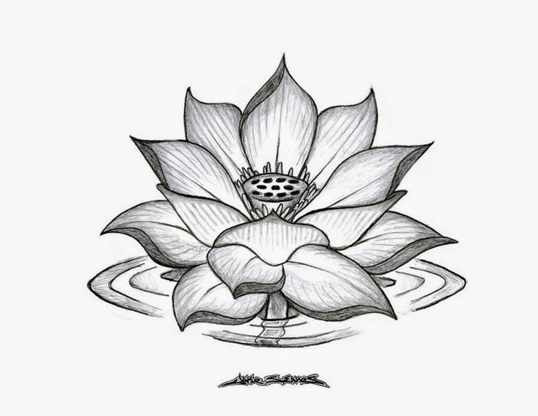 Drawings Of Lotus Flowers Pictures Flowers Drawings Yeskebumennewsco Random Pinterest Tattoos