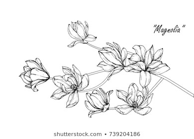 Drawings Of Magnolia Flowers Flower Line Drawing Images Stock Photos Vectors Shutterstock