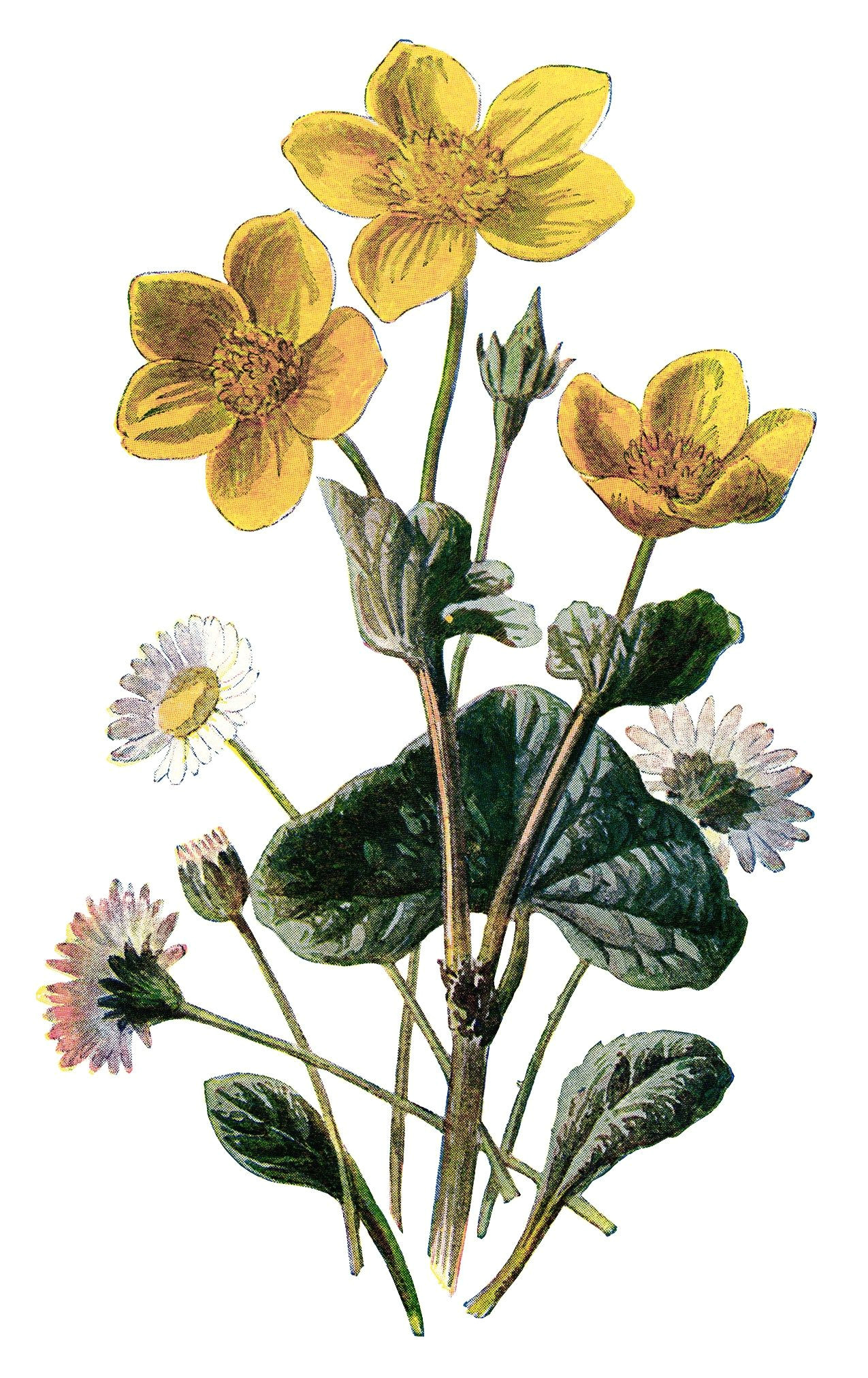 Drawings Of Marigold Flowers Marigold Clip Art Vintage Flower Illustration Yellow Flower