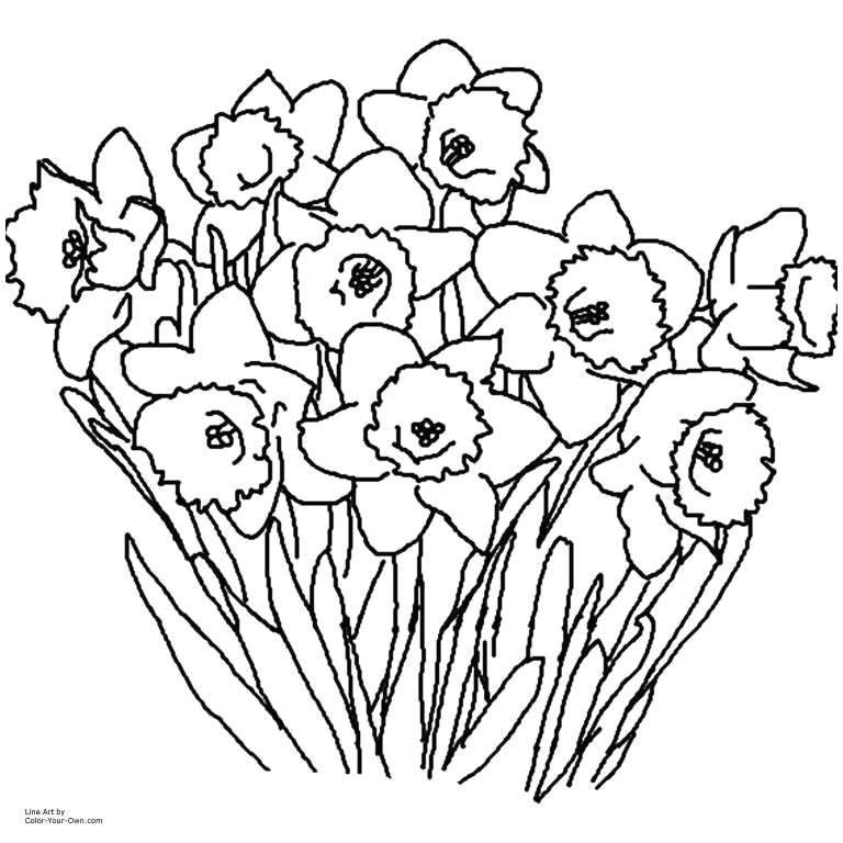 Drawings Of May Flowers the Secret Of Successful May Flowers Clip Art