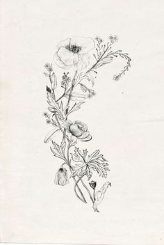 Drawings Of Meadow Flowers 55 Best Wildflower Drawing Images Botanical Drawings Drawings