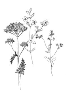 Drawings Of Meadow Flowers 55 Best Wildflower Drawing Images Botanical Drawings Drawings