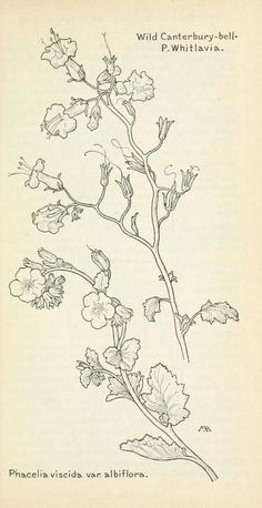 Drawings Of Meadow Flowers 96 Best Watercolor Wildflowers Images Drawings Flowers
