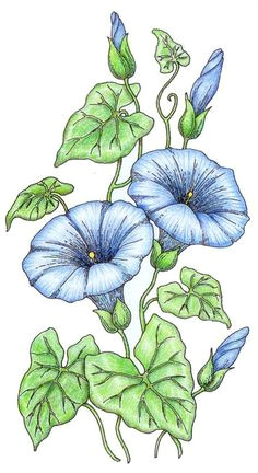 Drawings Of Morning Glory Flowers 253 Best Morning Glory Images Morning Glories Morning Glory