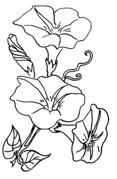 Drawings Of Morning Glory Flowers 30 Best Morning Glories Images Morning Glories Stained Glass