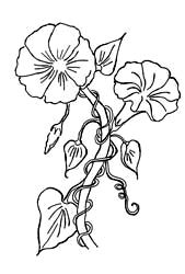 Drawings Of Morning Glory Flowers 30 Best Morning Glories Images Morning Glories Stained Glass