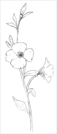 Drawings Of Morning Glory Flowers 46 Best Morning Glory Flower Tattoo Outline Images Flower Designs