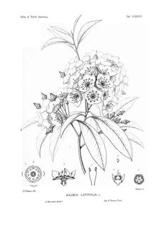 Drawings Of Mountain Flowers 46 Best Mountain Laurel Tattoo Images Laurel Tattoo Floral