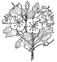 Drawings Of Mountain Flowers 88 Best Mountain Laurel Images Laurel Flower Laurel Tattoo