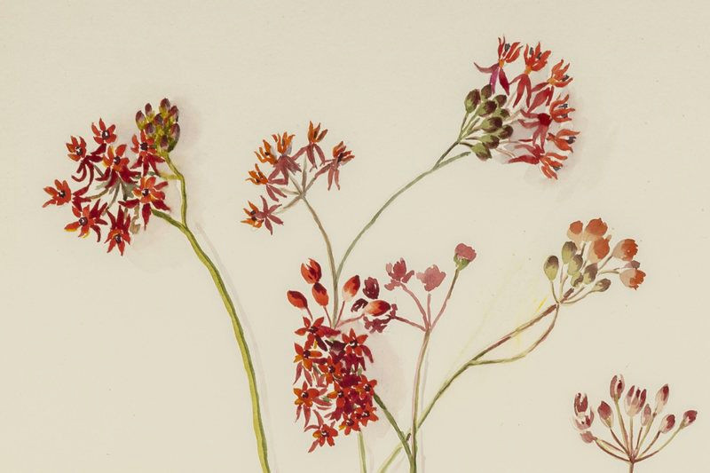 Drawings Of Mountain Flowers Found A Lost Painting Collection Of Florida Wildflowers Art