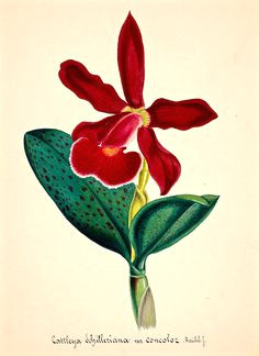 Drawings Of orchid Flower 192 Best orchid Illustrations Images Botanical Illustration