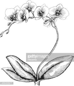 Drawings Of orchid Flower orchid Sketch Pin Art Tattoos Drawings orchid Tattoo