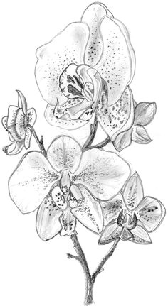 Drawings Of orchid Flower orchid Sketch Pin Art Tattoos Drawings orchid Tattoo