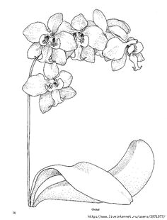 Drawings Of orchids Flowers 22 Best orchid Drawing Images Paint Cherry Tree Sketches