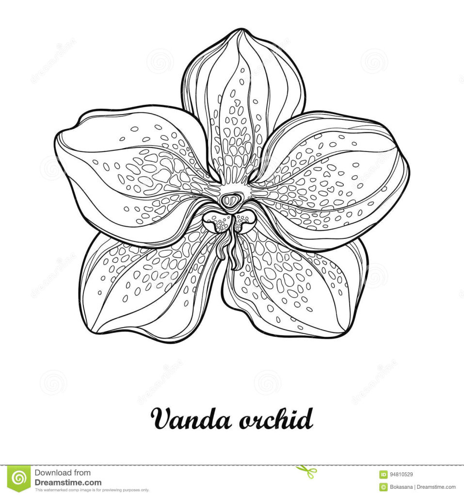 Drawings Of orchids Flowers New Cool Vases Flower Vase Coloring Page Pages Flowers In A top I 0d