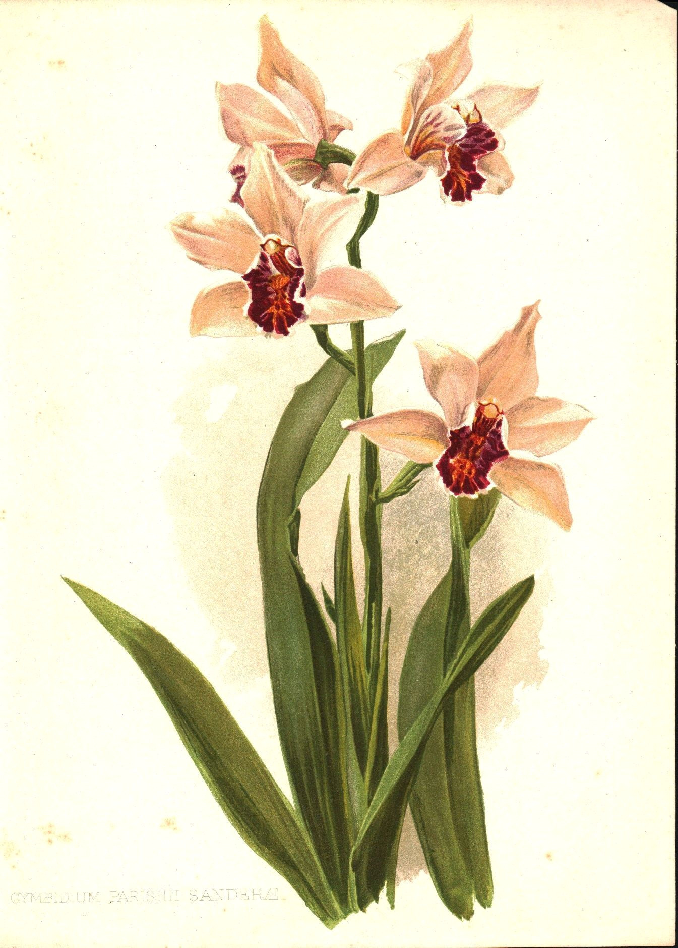 Drawings Of orchids Flowers Sander S Cymbidium orchid 1905 Henry Moon Botanical Flower Print