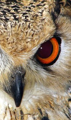 Drawings Of Owl Eyes 14 Best Owl Eyes Images Owls Eyes Barn Owls