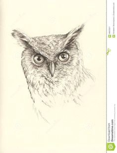 Drawings Of Owl Eyes 367 Best Owl Sketches Images Owl Sketch Drawings Owls