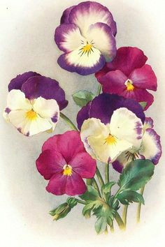 Drawings Of Pansy Flowers 491 Best Pansy Flowers Art Images Flower Art Painted Flowers Pansies