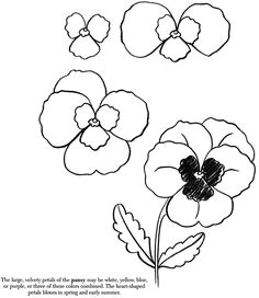 Drawings Of Pansy Flowers 8 Best Pansies Images Paintings Drawings Flower Designs