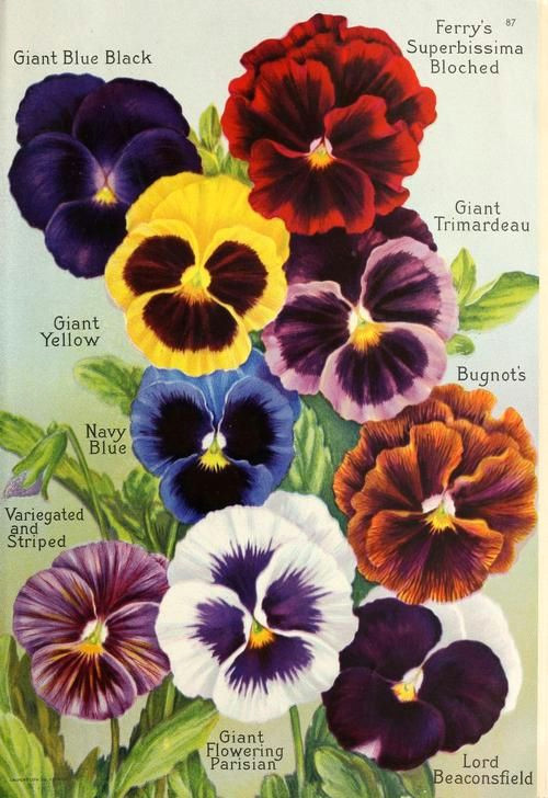 Drawings Of Pansy Flowers Color Samples for Making Paper Pansies From the butterfly Punch