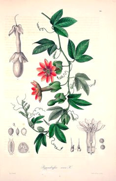 Drawings Of Passion Flower 649 Best Passiflora Images In 2019 Passion Flower Botanical