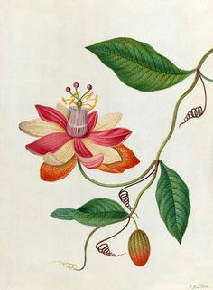 Drawings Of Passion Flower 78 Best Passionflower Tattoo Images Botanical Drawings Botany