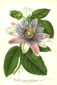 Drawings Of Passion Flower 78 Best Passionflower Tattoo Images Botanical Drawings Botany