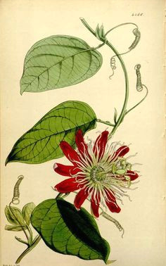 Drawings Of Passion Flower 78 Best Passionflower Tattoo Images Botanical Drawings Botany