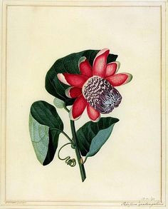 Drawings Of Passion Flower 78 Best Passionflower Tattoo Images Botanical Drawings Botany