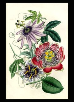 Drawings Of Passion Flower 78 Best Passionflower Tattoo Images Botanical Drawings Botany