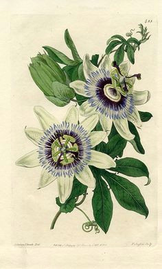 Drawings Of Passion Flower 78 Best Passionflower Tattoo Images Botanical Drawings Botany