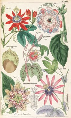 Drawings Of Passion Flower 78 Best Passionflower Tattoo Images Botanical Drawings Botany