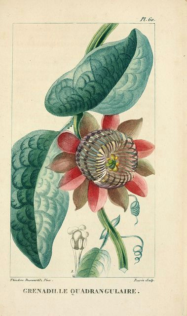 Drawings Of Passion Flowers N424 W1150 Floral Prints Botanical Illustration Botanical Art