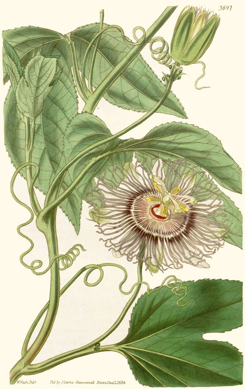 Drawings Of Passion Flowers Passion Flower Flowers Pinterest Passion Flower and Flowers