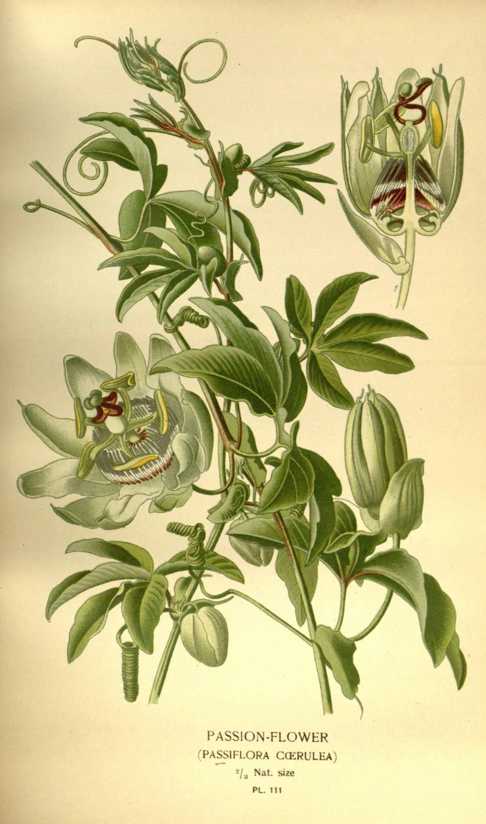 Drawings Of Passion Flowers Passion Flower Passiflora Caerulea Biodiversity Heritage Library