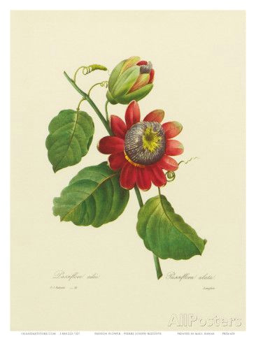 Drawings Of Passion Flowers Red Passion Flower Art Print Pierre Joseph Redoute Pierre Joseph