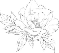 Drawings Of Peonies Flowers 133 Best Peony Drawing Images In 2019 Beautiful Flowers Planting