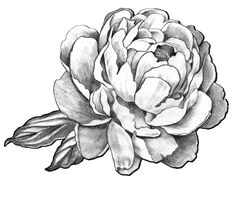 Drawings Of Peonies Flowers 133 Best Peony Drawing Images In 2019 Beautiful Flowers Planting