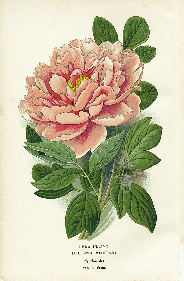 Drawings Of Peonies Flowers Tree Peony Panteek is A Huge Online Gallery Of Antique Botanical