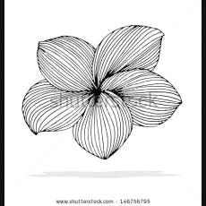 Drawings Of Plumeria Flower 192 Best Plumeria Images In 2019 Beautiful Flowers Hawaiian